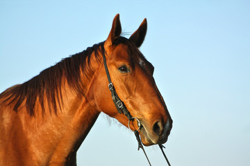 Portrait of a chestnut horse in a bridle against blue sky. Animal head.