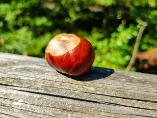 Bitter chestnuts resting on a wood with a blurred background to put texts. Bitter chestnuts are the seed of Aesculus hippocastanum or horse chestnut and are not edible because of their bitter taste.