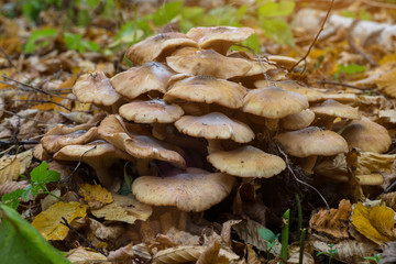Armillaria mellea, commonly known as honey fungus, is a basidiomycete fungus in the genus Armillaria. Beautiful edible mushroom.