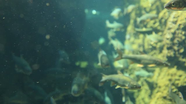 Underwater view of redfin dace and pale chub