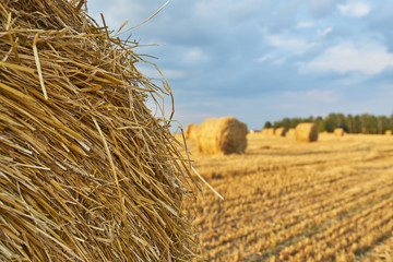 Plakat Harvested rye field with cylindrical bales of hay on it under evening sunny sky. Selective focus. Agriculture concept.