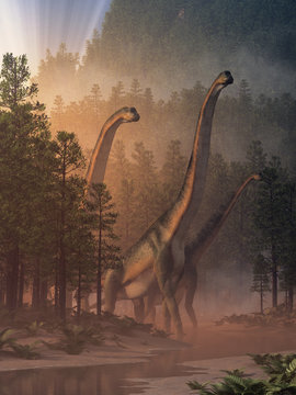 Brachiosauruses, sauropods who were the largest of the dinosaurs and the biggest type of land animal ever, wade in a shallow river in a valley. 3D Rendering
