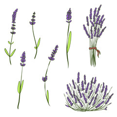 Set of hand drawn sketch lavender isolated on white background. Vector vintage retro illustration.