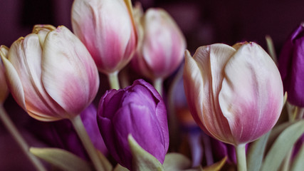 Fototapeta premium Tulpen