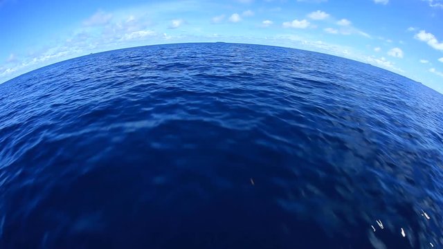 Bottlenose dolphins swimming in sea, Chuuk Islands, Micronesia