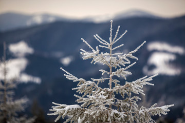 Winter landscape. Tall pine tree alone on mountain snowy slope on cold sunny day on blurred background of dense spruce forest.