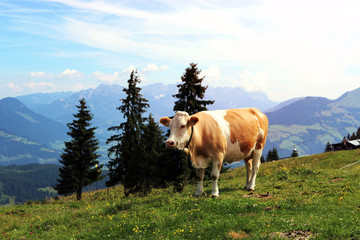 Fototapeta na wymiar Kuh auf der Weide
