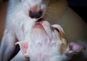 A young chihuahua puppy say hello to her mum