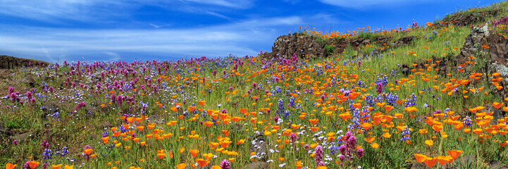 Poppies And More Panorama On North Table Mountain - 279904125