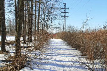 Snow trail along a row of bushes and trees on a Sunny winter day