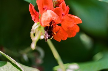 Bumblebee on bean blossom, with macro lens