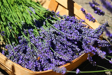 bunch of lavender 