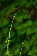 parsley, celery, spinach growing plant in the earth