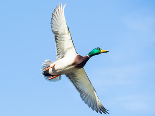 Mallard duck in plain flight