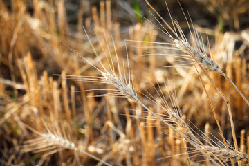 Fototapeta premium Close-up of single wheat ears against a background of blurred stubble from a wheat field
