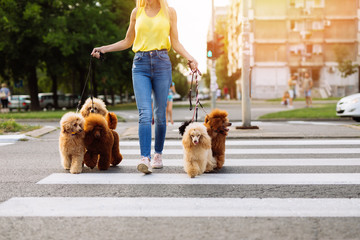 Beautiful middle age blonde woman enjoys walking with her adorable miniature poodles