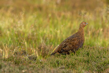 Red Grouse male in summer. (Scientific name: Lagopus lagopus) Stood in natural moorland habitat of heather and grasses  Facing right.  Horizontal.  Space for copy