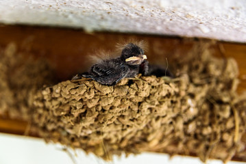 Group of chicks of swallows, hirundo rustica, inside their nest made with mud, waiting for their mother.