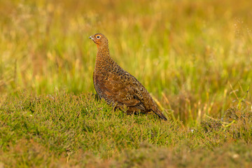 Red Grouse male in summer. (Scientific name: Lagopus lagopus) Stood in natural moorland habitat with heather and grasses.  Facing left.  Horizontal. Space for copy.