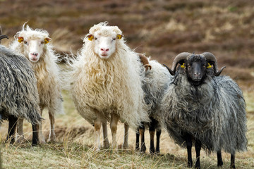 Skudden sheeps on a meadow