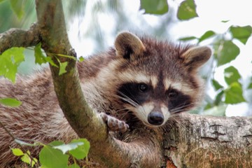 Waschbär schaut von einem baum herrunter