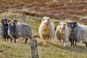Skudden sheeps on a meadow