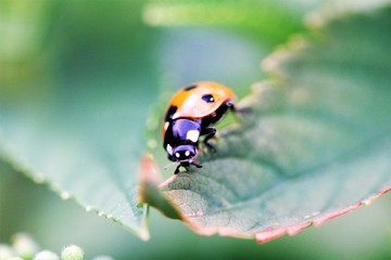 Marienkäfer Nahaufnahme