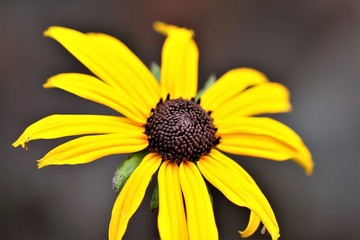 Nahaufnahme einer gelben Gartenpflanze