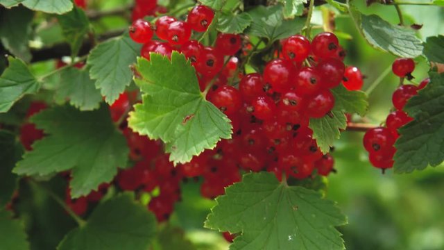 Branches of ripe red currants (Ribes rubrum) on a bush in the garden flutter in the wind close-up