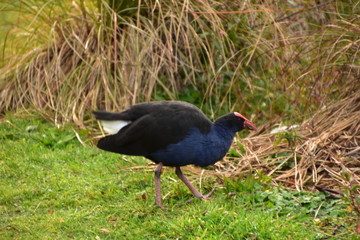 Pukeko on the grass in Rotorua, New zealand