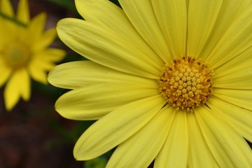 Close-up overhead view of a single, yellow daisy flower with dark green and daisy background
