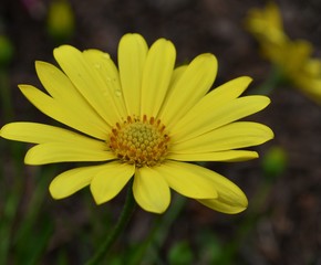 Close-up overhead side view of a single, yellow daisy flower with dark green background