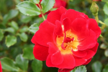 Closeup of a red rose with yellow center and green foliage in the background