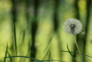 Lonely dandelion on blurred green background.