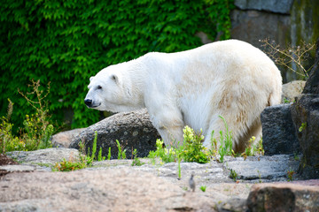 Obraz na płótnie Canvas White polar bear in zoo Berlin