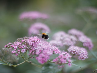 bumblebee at work in the Park