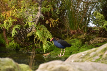 Pukeko on the grass in Rotorua, New zealand