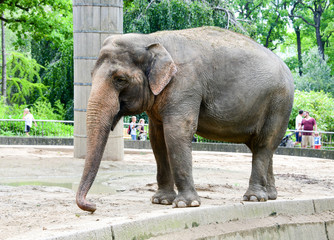 Fototapeta na wymiar A large brown elephant living in the Zoo or zoological park