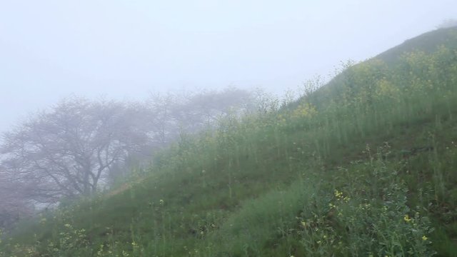 Yoshino cherry blossom on Maru Tomb hill in mist