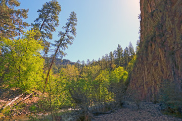 Leaning Ponderosa pines above the Middle Fork Gila River, in the Gila National Forest, New Mexico.
