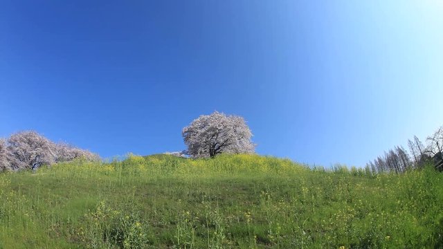 Yoshino cherry blossom on Maru Tomb hill