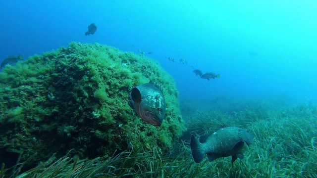 Marine sea life - Grouper fishes swimming  Suba diving in Majorca Spain