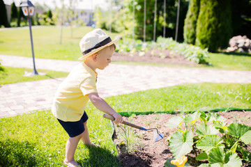 Cute toddler boy working in the garden, squash plants