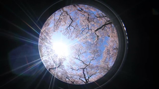 Cherry blossoms in Takato Okohigan Zakura