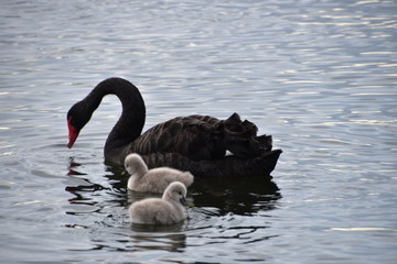 Naklejka premium Black Swan with Chick in Rotorua, New zealand