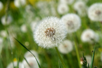 Dandelion Spring Dmuchawce