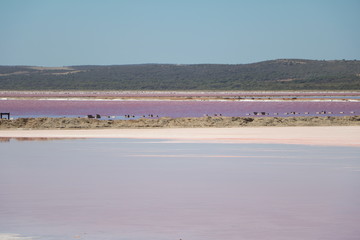 Hutt Lagoon or Pink Lake in Western Australia, Oceania