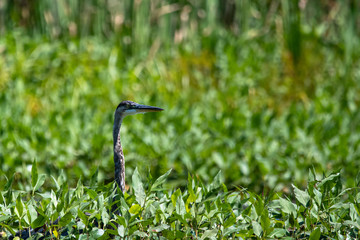 Heron in the reeds