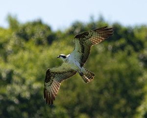 osprey in flight