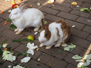 White and brown domestic rabbits eating cabbage and green leaves